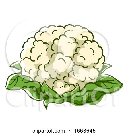 Cauliflower Superfood Illustration by BNP Design Studio