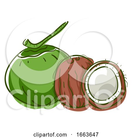 Coconut Superfood Illustration by BNP Design Studio