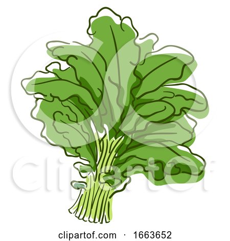 Kale Superfood Illustration by BNP Design Studio