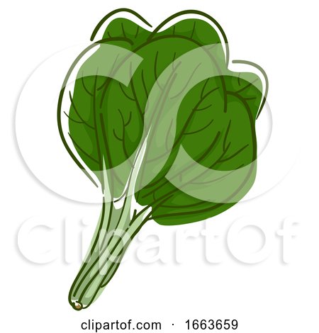 Spinach Superfood Illustration by BNP Design Studio