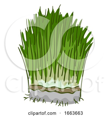 Wheatgrass Superfood Illustration by BNP Design Studio