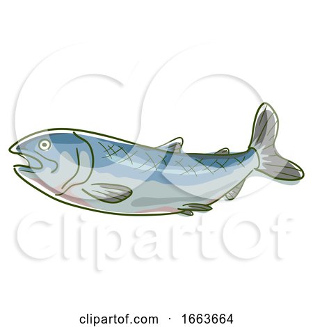 Wild Salmon Superfood Illustration by BNP Design Studio