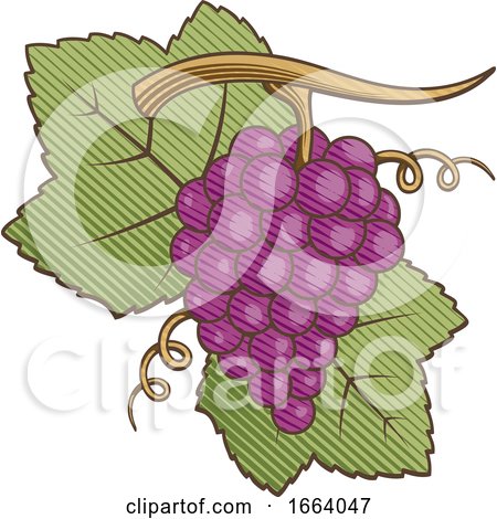 Woodcut Style Red Grapes by Any Vector