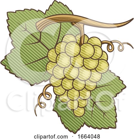 Woodcut Style Green Grapes by Any Vector