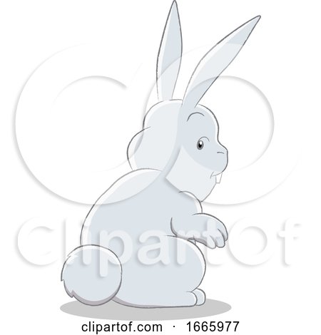 Gray Bunny Rabbit by cidepix