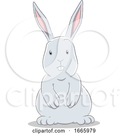 Gray Bunny Rabbit by cidepix
