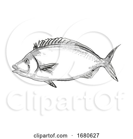 Porae New Zealand Fish Cartoon Retro Drawing by patrimonio