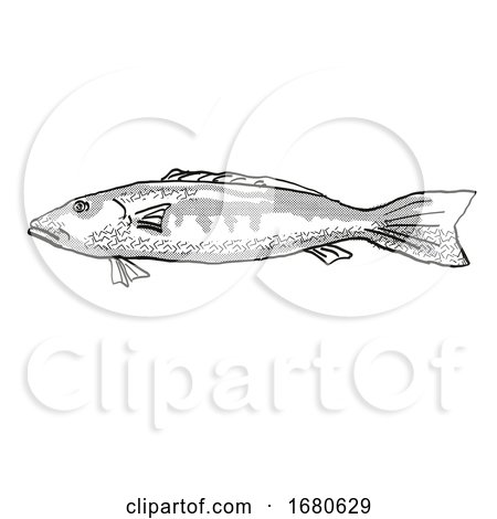 Blue Cod New Zealand Fish Cartoon Retro Drawing by patrimonio