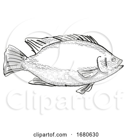 Tilapia Fish Cartoon Retro Drawing by patrimonio