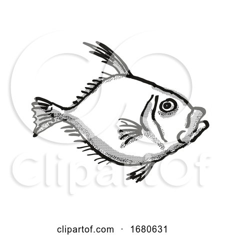 Silver Dory New Zealand Fish Cartoon Retro Drawing by patrimonio