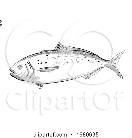 Blue Warehou New Zealand Fish Cartoon Retro Drawing by patrimonio
