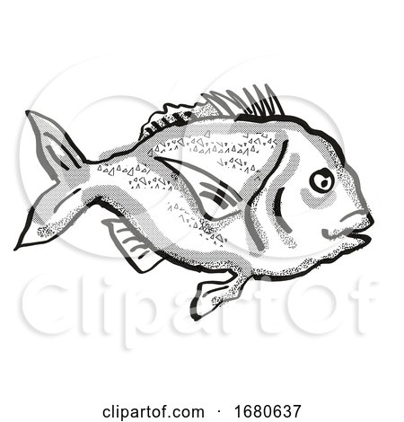Snapper New Zealand Fish Cartoon Retro Drawing by patrimonio