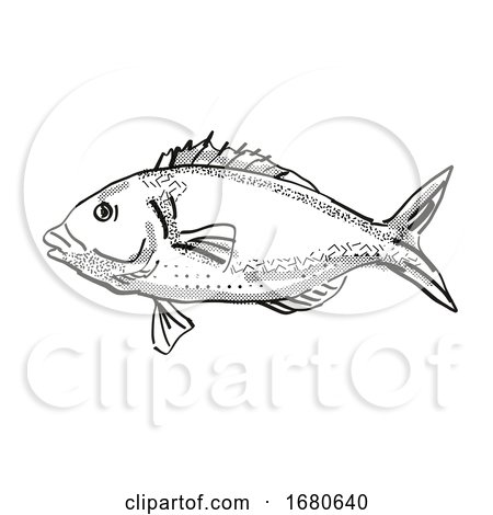 Tarakihi New Zealand Fish Cartoon Retro Drawing by patrimonio
