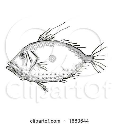 John Dory New Zealand Fish Cartoon Retro Drawing by patrimonio