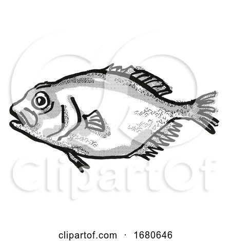 Orange Roughy New Zealand Fish Cartoon Retro Drawing by patrimonio