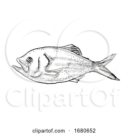 Golden Snapper New Zealand Fish Cartoon Retro Drawing by patrimonio