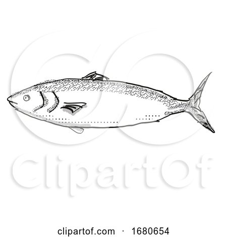 Kahawai New Zealand Fish Cartoon Retro Drawing by patrimonio