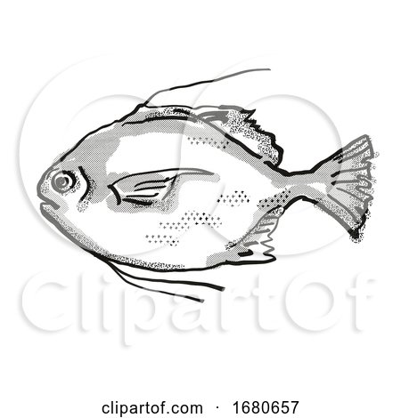 Threadfin Scat Australian Fish Cartoon Retro Drawing by patrimonio