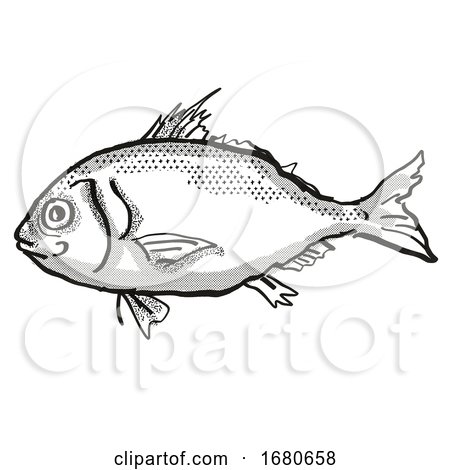 Longspine Beardfish Australian Fish Cartoon Retro Drawing by patrimonio
