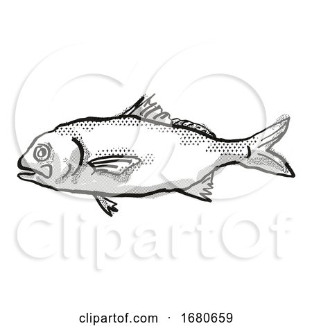 Busakhin's Beardfish Australian Fish Cartoon Retro Drawing by patrimonio
