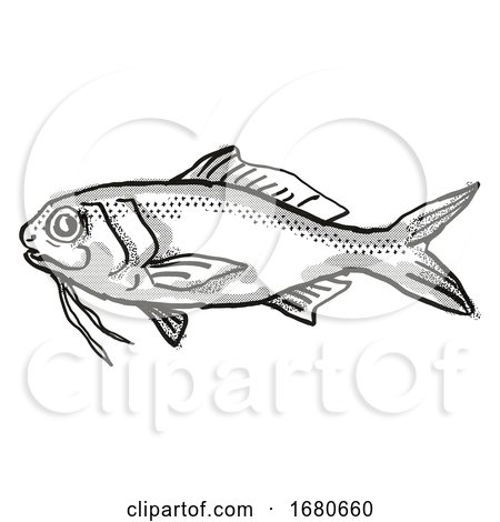 Berndt's Beardfish Australian Fish Cartoon Retro Drawing by patrimonio