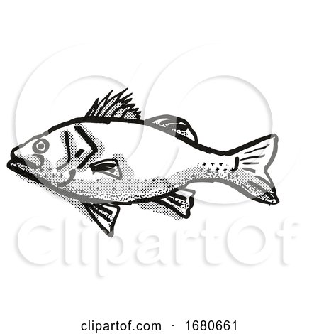 Australian Bass Fish Cartoon Retro Drawing by patrimonio