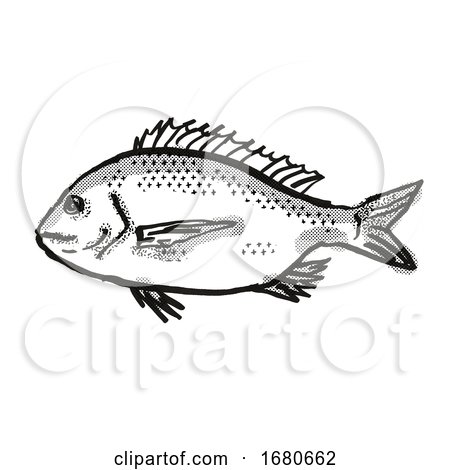 Silver Bream Australian Fish Cartoon Retro Drawing by patrimonio