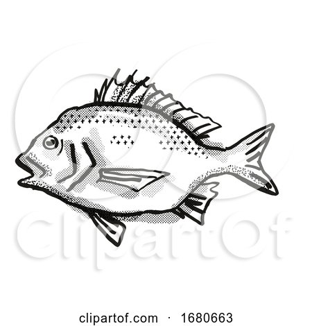 North West Black Bream Australian Fish Cartoon Retro Drawing by patrimonio