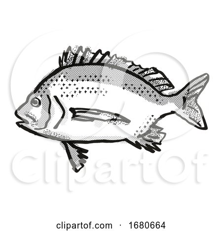 Pikey Bream Australian Fish Cartoon Retro Drawing by patrimonio