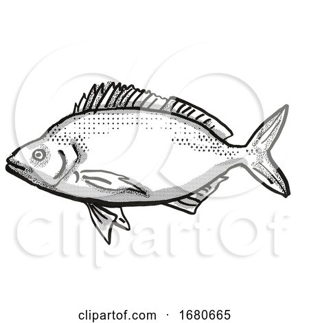 Jackass Morwong Australian Fish Cartoon Retro Drawing by patrimonio