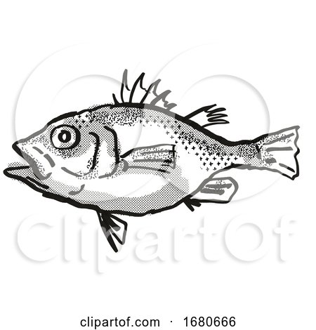 Spinycheek Seabass Australian Fish Cartoon Retro Drawing by patrimonio