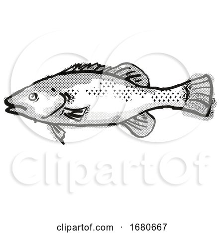 Trout Cod Australian Fish Cartoon Retro Drawing by patrimonio