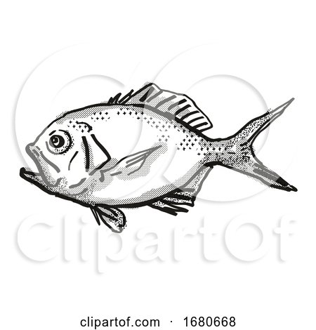 Yelloweye Redfish Australian Fish Cartoon Retro Drawing by patrimonio