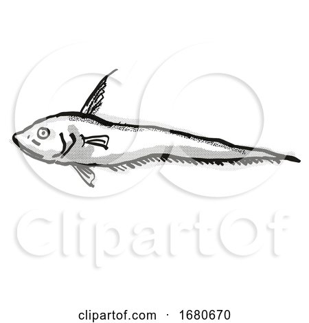 Smallpore Whiptail Australian Fish Cartoon Retro Drawing by patrimonio