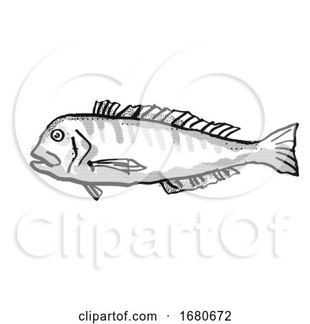 Australian Barred Tilefish Fish Cartoon Retro Drawing by patrimonio
