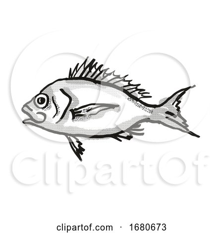 Western Orange Perch Australian Fish Cartoon Retro Drawing by patrimonio