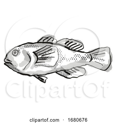 Plain Coralgoby Australian Fish Cartoon Retro Drawing by patrimonio
