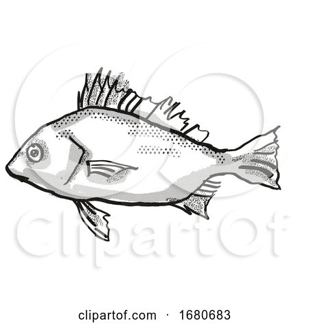 Silver Javelin Australian Fish Cartoon Retro Drawing by patrimonio