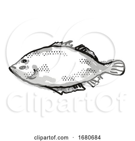 Lefteye Flounder Australian Fish Cartoon Retro Drawing by patrimonio