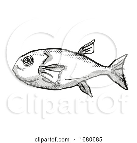 Brownback Toadfish Australian Fish Cartoon Retro Drawing by patrimonio