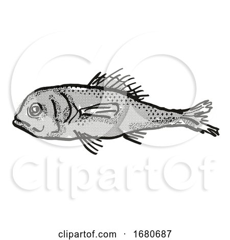 Eyebrow Bigscale Australian Fish Cartoon Retro Drawing by patrimonio