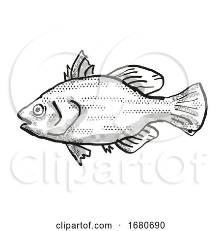 Spikey Bass Australian Fish Cartoon Retro Drawing by patrimonio