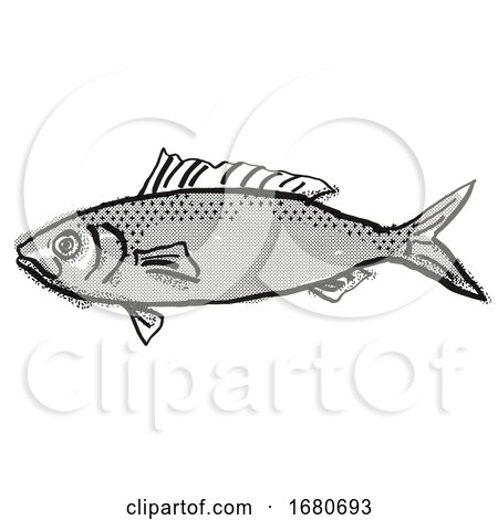 Australian Herring Fish Cartoon Retro Drawing by patrimonio