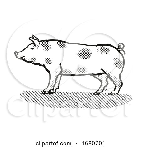 Pietrain Pig Breed Cartoon Retro Drawing by patrimonio