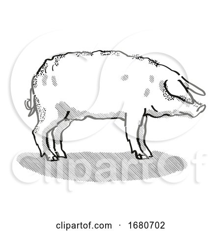 Mangalitza Pig Breed Cartoon Retro Drawing by patrimonio
