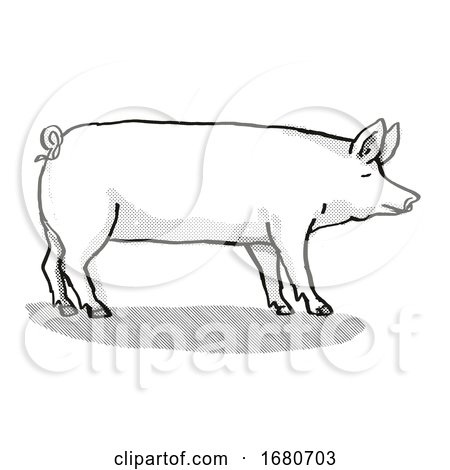 Large White Pig Breed Cartoon Retro Drawing by patrimonio