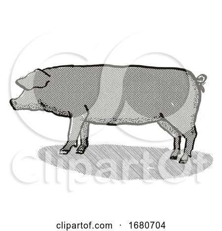 Large Black Pig Breed Cartoon Retro Drawing by patrimonio