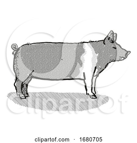 Hampshire Pig Breed Cartoon Retro Drawing by patrimonio