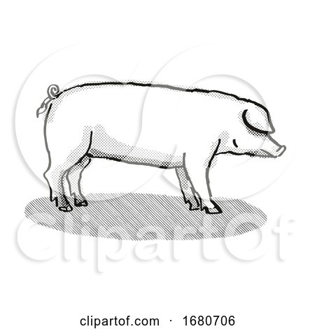 British Landrace Pig Breed Cartoon Retro Drawing by patrimonio