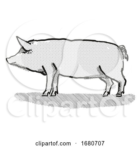 Tamworth Pig Breed Cartoon Retro Drawing by patrimonio